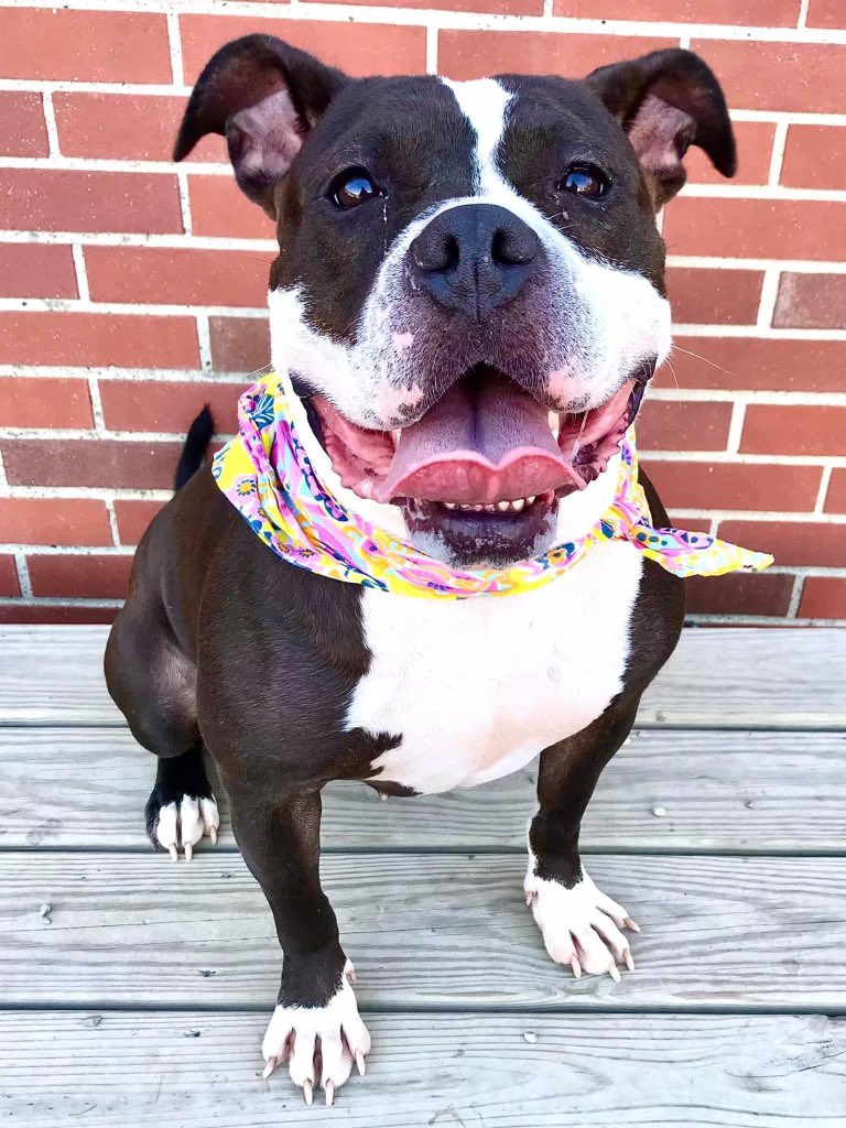 Ohhhhhh beautiful Burglar! She‘ll steal your heart (and your treats!) Come adopt her <a href="/LucasCountyDogs/">LucasCountyCanineCare</a>! #adoptme #shelterdog #adoptable #pitbull #adoptabull #bestgirl #lucascountydogs #lc4dogs #opttoadopt