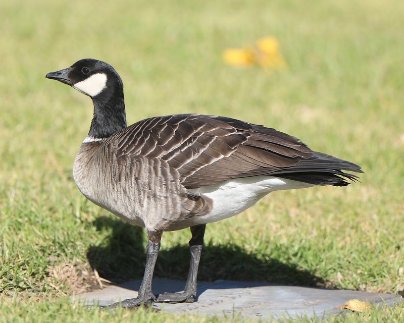 BirdNote tweet media