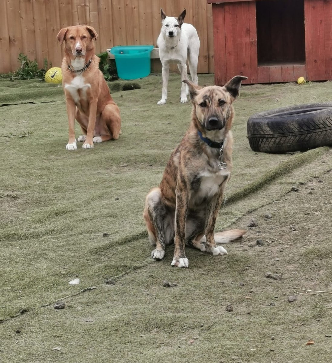 OakwoodRescue's tweet photo. After the success of last week's #k9hour finding NOT ONE but TWO of our #rescuedogs forever homes, it's the turn of our longest stayers. All beautiful and waiting so patiently 💚🐶💚 Here we go 🙏🏼 Every RT increases each if our dogs chances of finding forever love🤞🏼Thank you 💚 https://t.co/Gc8TekjIYC