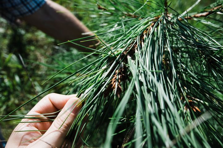 Roseburg tweet media