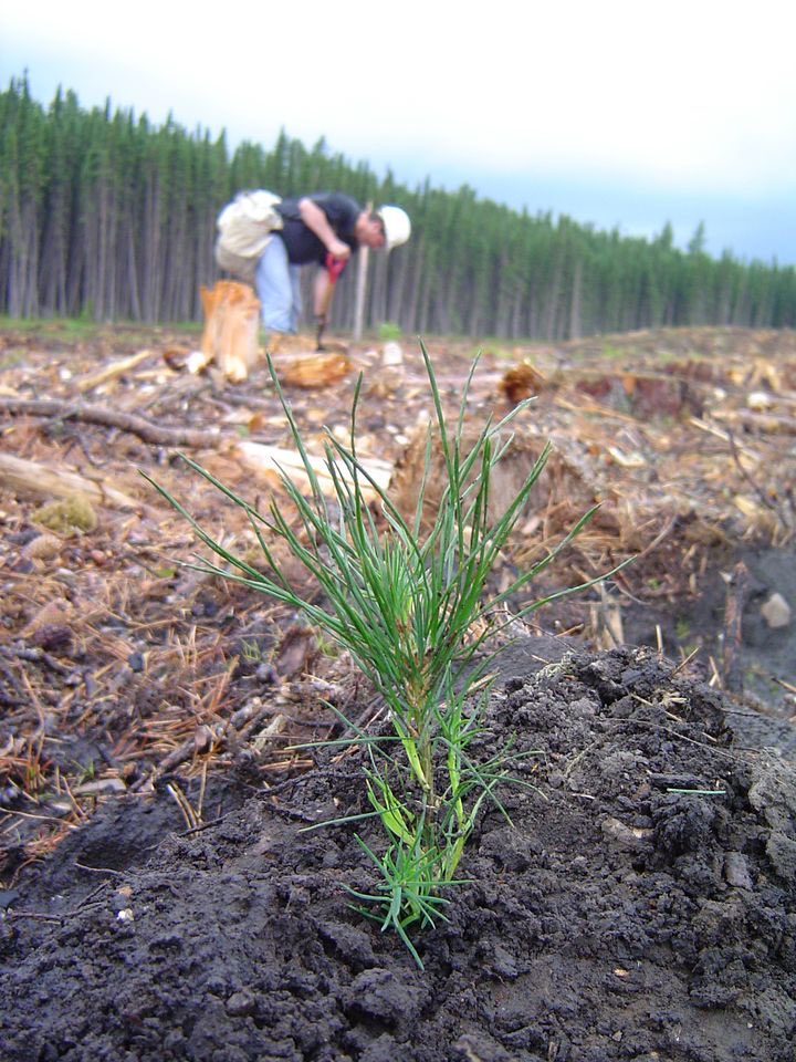 Roseburg tweet media