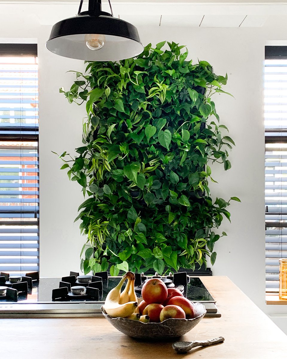 DevronLtd's tweet photo. 🚨 Live Plants in the Kitchen!

• Greenery can be easily added in a kitchen with the LivePanel PACK. This modular living wall system can be installed quickly and easily, creating a kitchen with a natural appearance. 

#greenwall #indoorgreen #cleanair #liveart #plantscape https://t.co/wBoaHVQrXG