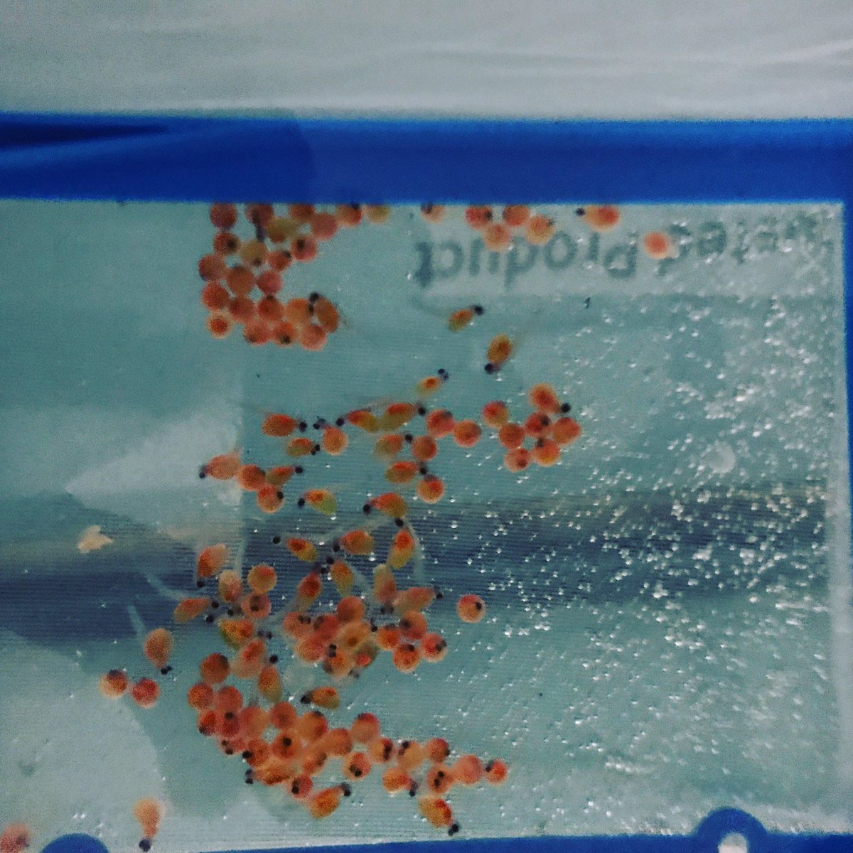 Today 115 trout eggs were delivered to RBR by NJ Fish and Wildlife.  They were released into the Buc Backer Funded Trout Tank.  They will be raised there over the winter and then released into the Pine Brook in Tinton Falls by the RBR Environmental Club.