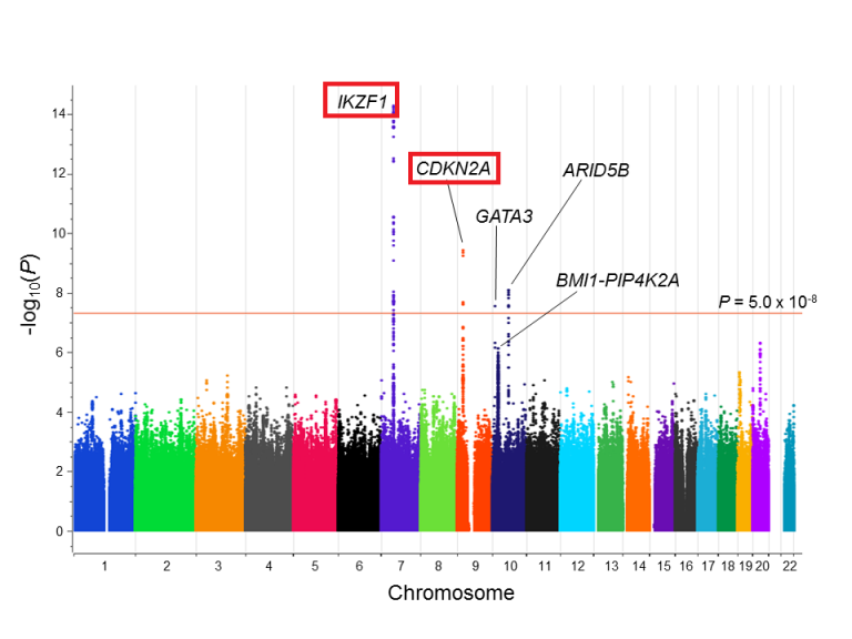 'We found genetic variants that were strongly associated with #AcuteLymphoblasticLeukemia #ALL risk in children with #DownSyndrome,' Drs. K Rabin, P Lupo @plupo1 et al @BloodJournal @TexasChildrens @BCMCancerCenter @BCMGradSchool blogs.bcm.edu/2019/09/24/fro… #DownSyndromeAwareness