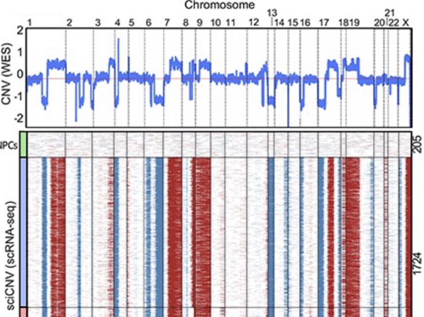 Dr_Rodg's tweet photo. sciCNV: high-throughput paired profiling of transcriptomes and DNA copy number variations at single-cell resolution https://t.co/WI1OcuyL8S @Dr_Rodg https://t.co/OzclMhWV8q