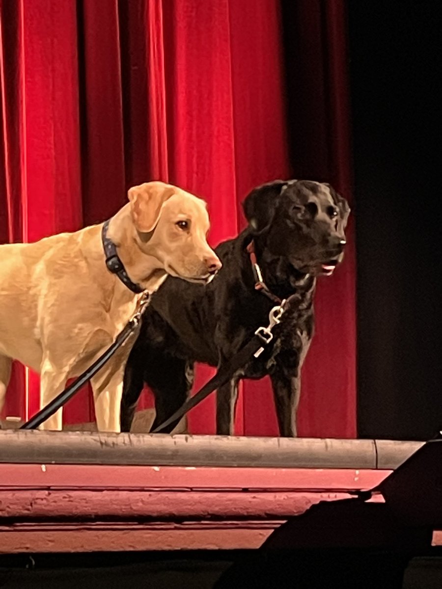 When you get to meet real stars and they are called Mabel and olive 😊<a href="/MrAndrewCotter/">Andrew Cotter</a> your dogs are fab and their recall is similar to that of my dogs 😂