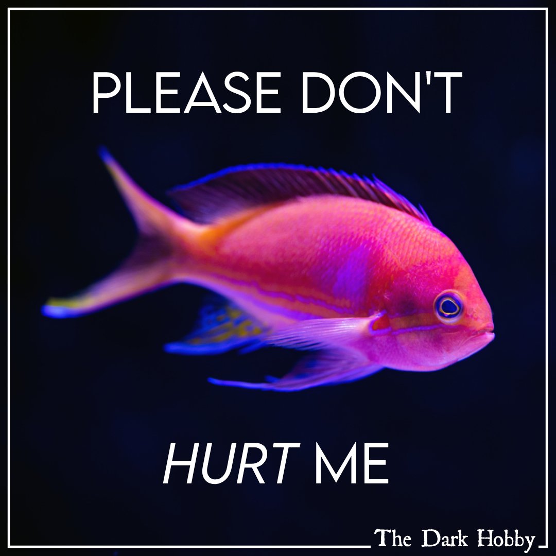DarkHobby's tweet photo. Fish feel pain. When you buy from an aquarium, you are compliant with their suffering.
The Dark Hobby
https://t.co/ykzbEwh7bO
Stream & Share it now
#thedarkhobby #aquariumtrade #fishlives #fishtrade #animalcruelty https://t.co/VqMg72FLEi
