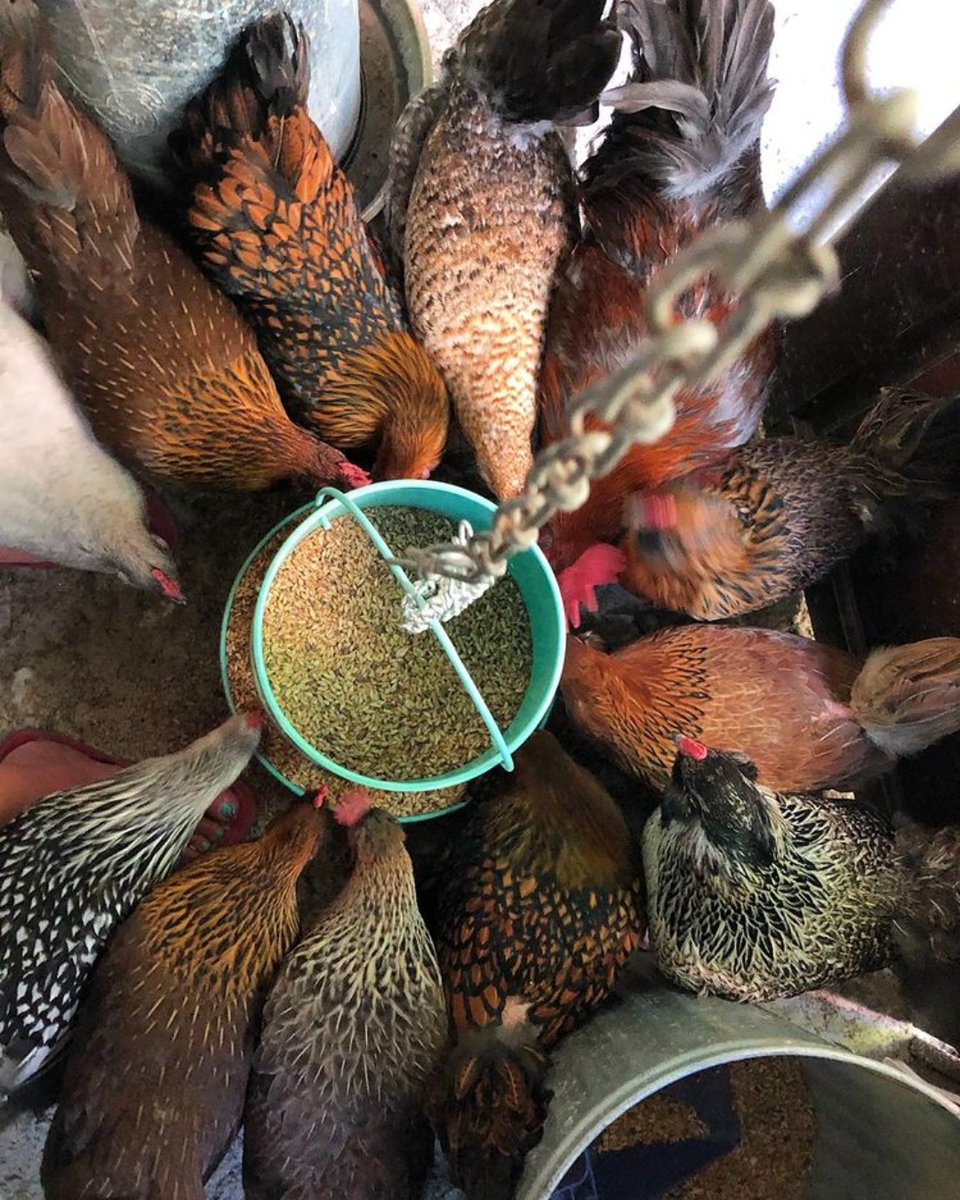 ScratchandPeck's tweet photo. This feeding frenzy is brought to you by 📸 @fallentreeacres! https://t.co/9Hi4aWOvM4