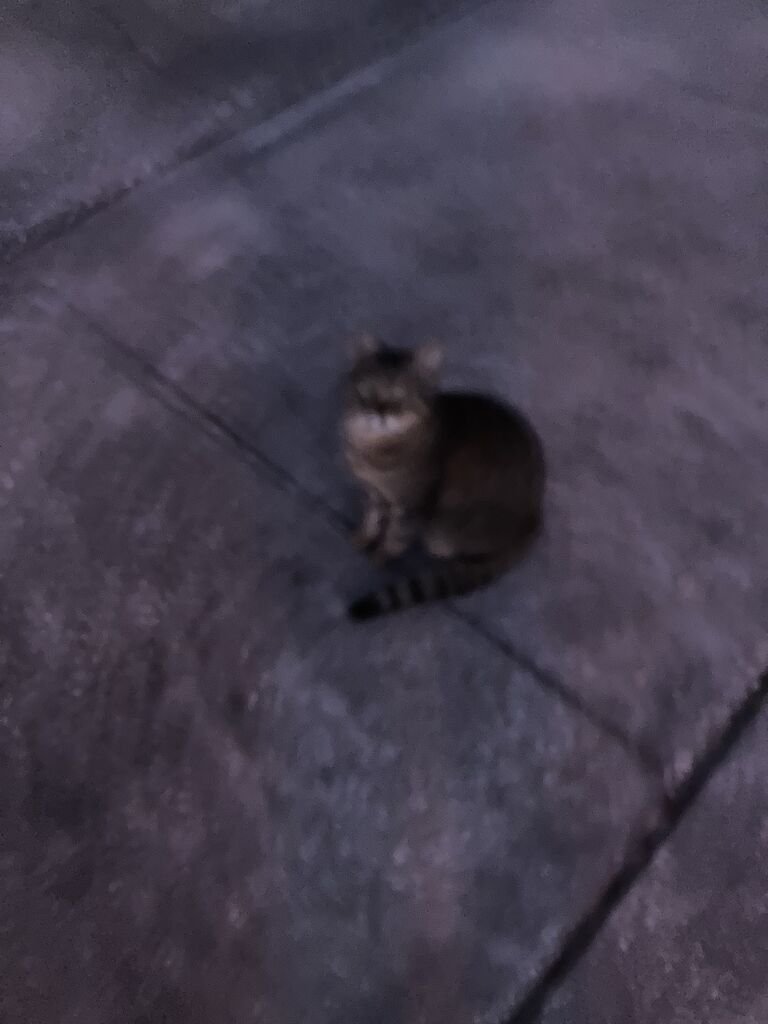 huttlett's tweet image. I tried to take a picture of my terrible cat looking at me innocently after she darted in front of the one car that came by during our walk, but the camera was blurry and she just looks like a cryptid.