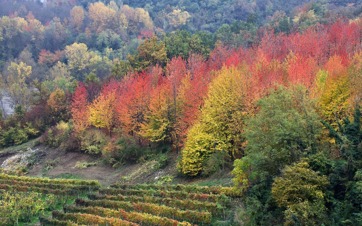 ilovelanghe's tweet photo. Sabato 23 e domenica 24 ottobre: Il Foliage e le Meraviglie d'autunno in collina🍁 - https://t.co/oRk4VT8GjH https://t.co/gD27KsCEsM