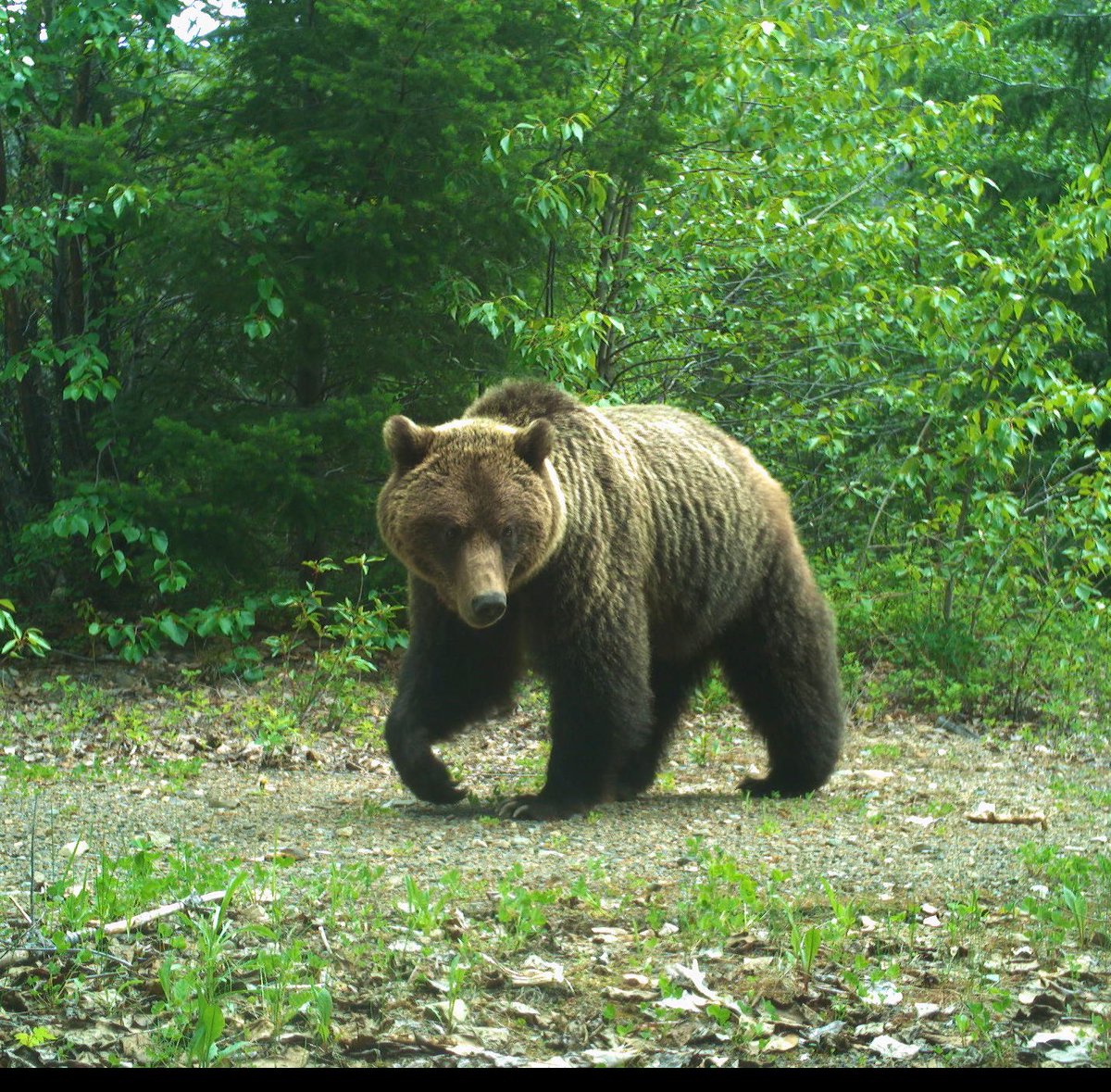 Taylor_Justason's tweet photo. For #mammalmonday , some of my favourite #cameratrap photos from the recent South Chilcotin Mountain checks! These grizzlies will always have my heart, but look at that lynx 😻 And the moose calf isn’t too shabby either 😉 https://t.co/O8iMWuHz95
