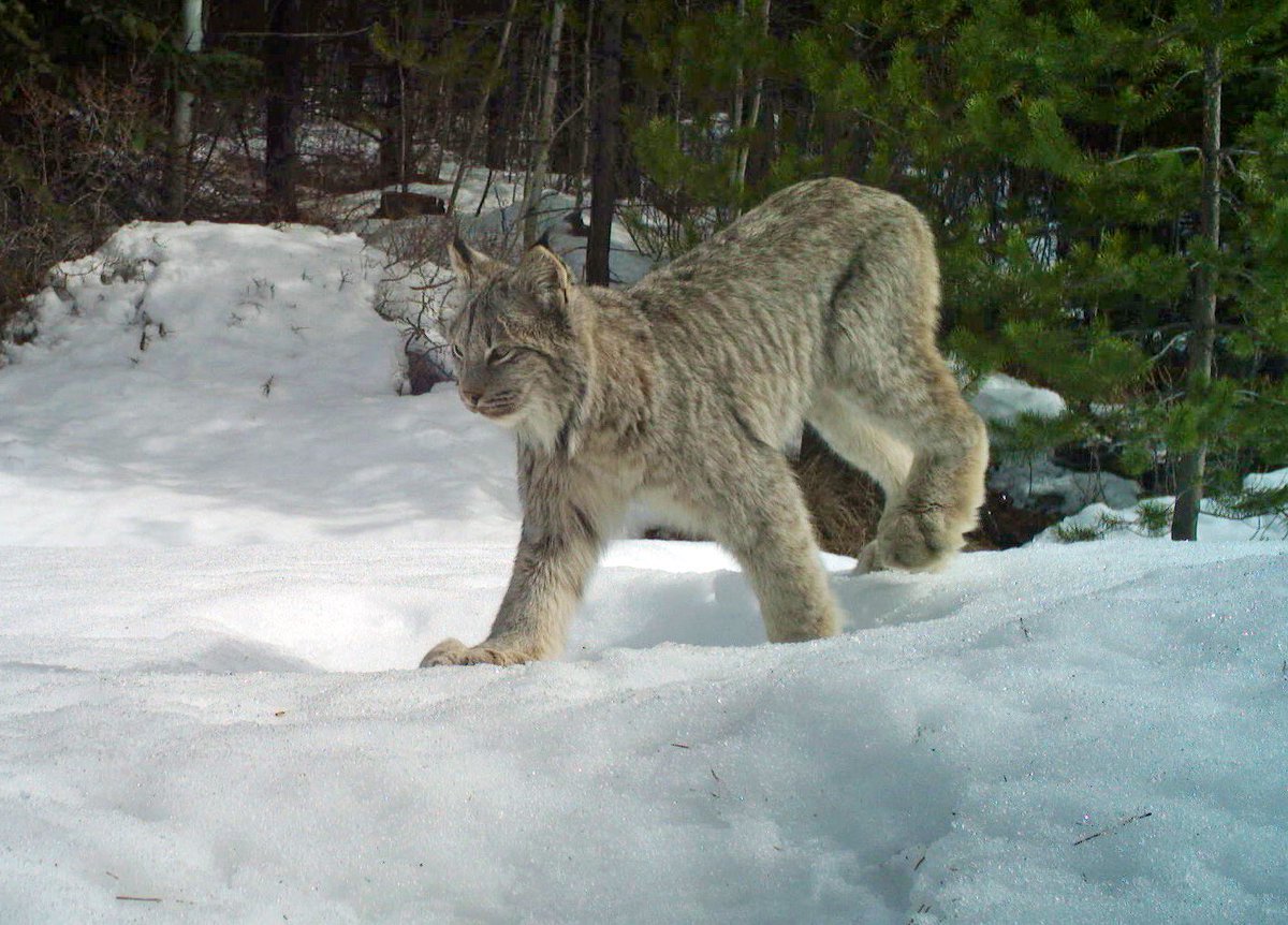 Taylor_Justason's tweet photo. For #mammalmonday , some of my favourite #cameratrap photos from the recent South Chilcotin Mountain checks! These grizzlies will always have my heart, but look at that lynx 😻 And the moose calf isn’t too shabby either 😉 https://t.co/O8iMWuHz95