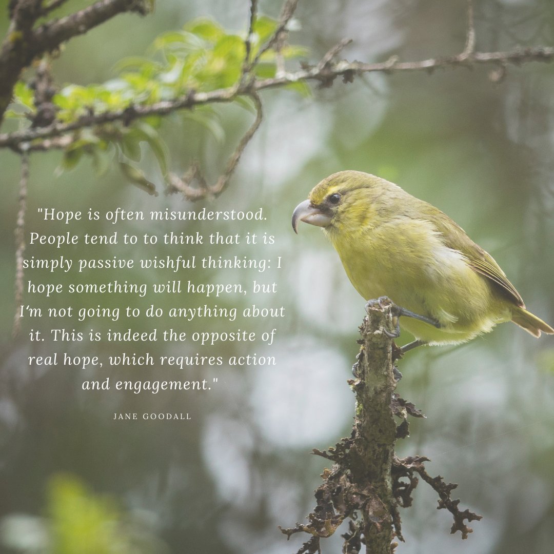 Maui Forest Birds (@mauiforestbird1) on Twitter photo 