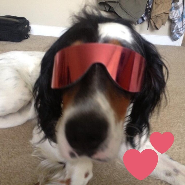 KrockCodyMack's tweet photo. Im getting this tattoo next week!!!!
My good boy Jughead who crossed the rainbow bridge, wearing the Hitmans shades!!! https://t.co/BWrIZW6RhQ