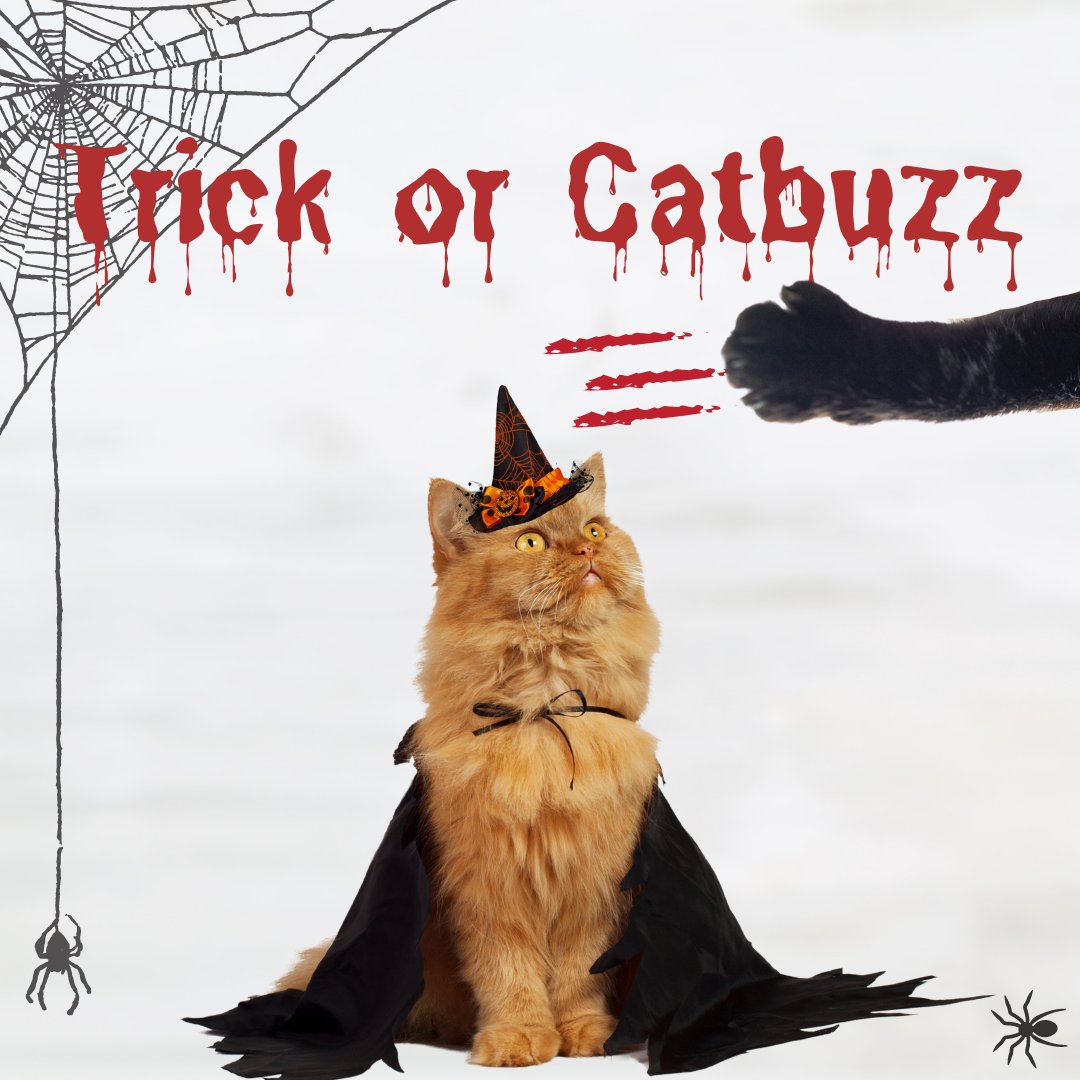 pettobox's tweet photo. Treat the cats to CATBUZZ this Halloween 🩸🐈‍⬛🕷️🕸️👻🎃💀🦇⚰️☠️

#trickortreat #halloween #catbuzz #cat #cats #catnip #organicallygrown #familyowned #ecofriendlyproducts #shopsmall #shoplocal #supportsmallbusiness https://t.co/bJhcEJFWmL