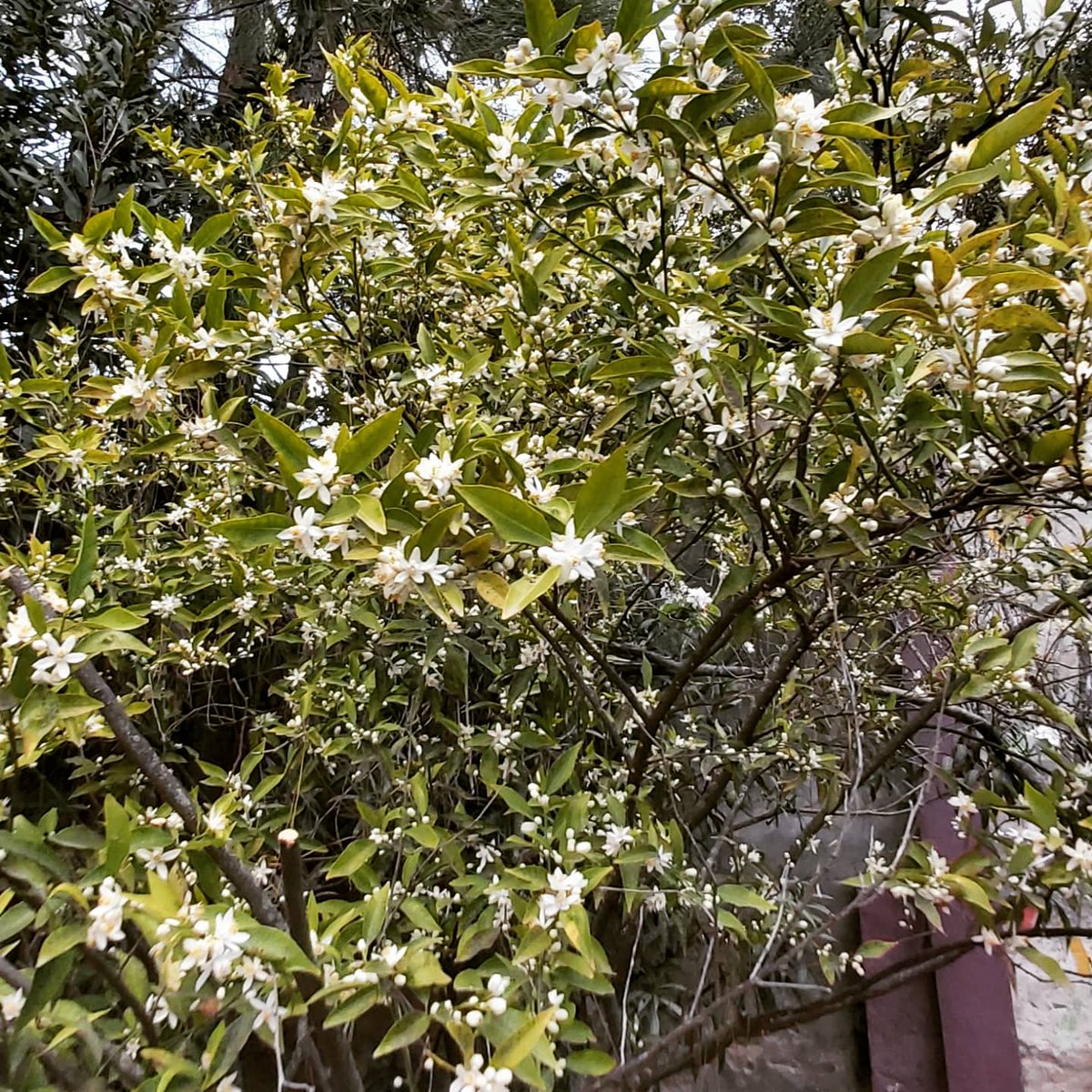 JosephinaStella's tweet photo. Primavera en su plenitud!!!!
Que tengan una excelente semana!!!!!
#FelizLunesATodos
#Primavera
#Octubre 
#2021
#frutales 
#azahares 
#Chascomus https://t.co/anNvSXzGhH