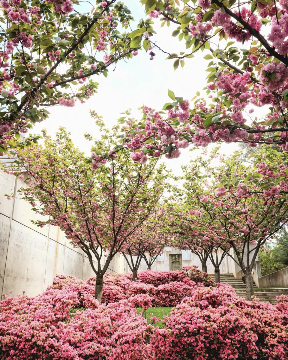 sofranksocial's tweet photo. The @visit_australian_parliament gardens are in full bloom and looking pretty in pink.  Thanks to @snapsbysal for sharing with #Sofranksocial

#visitcanberra #wearecbr #canberraspring https://t.co/CEhWEH1f6d