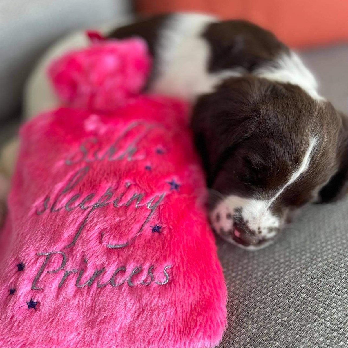 If we've been a little quiet the last few days it's because this little cutie has joined our crew
 introducing Yarra! #puppylove <a href="/visitwexford/">Visit Wexford</a> <a href="/LoveKilmoreQuay/">KilmoreQuay</a>
