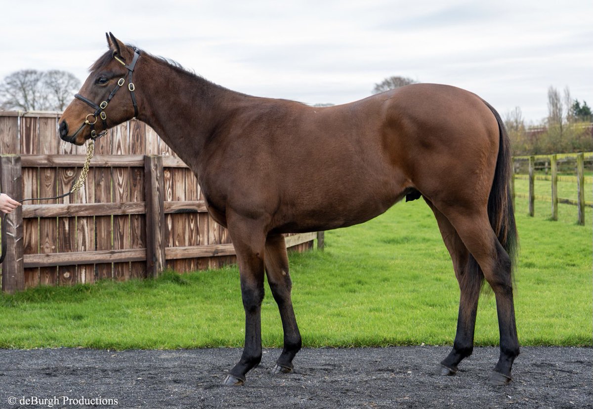 Goffs1866's tweet photo. Dakota Power won @WolvesRaces Novice Stks for @RogerTealRacing & Dakota Racing 🎉
Pictured below, the Aclaim colt @NatStudStallion was a €3000 purchase by @ardglasstables from @IrishNatStud at the 2020 Autumn Yearling Sale 🍂
Congrats to all connections!
#QualityAndValue https://t.co/XUoRZ9gldP