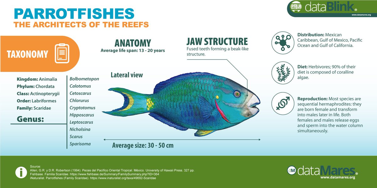 dataMares on X: #dataMaresPresents Parrotfishes These herbivorous