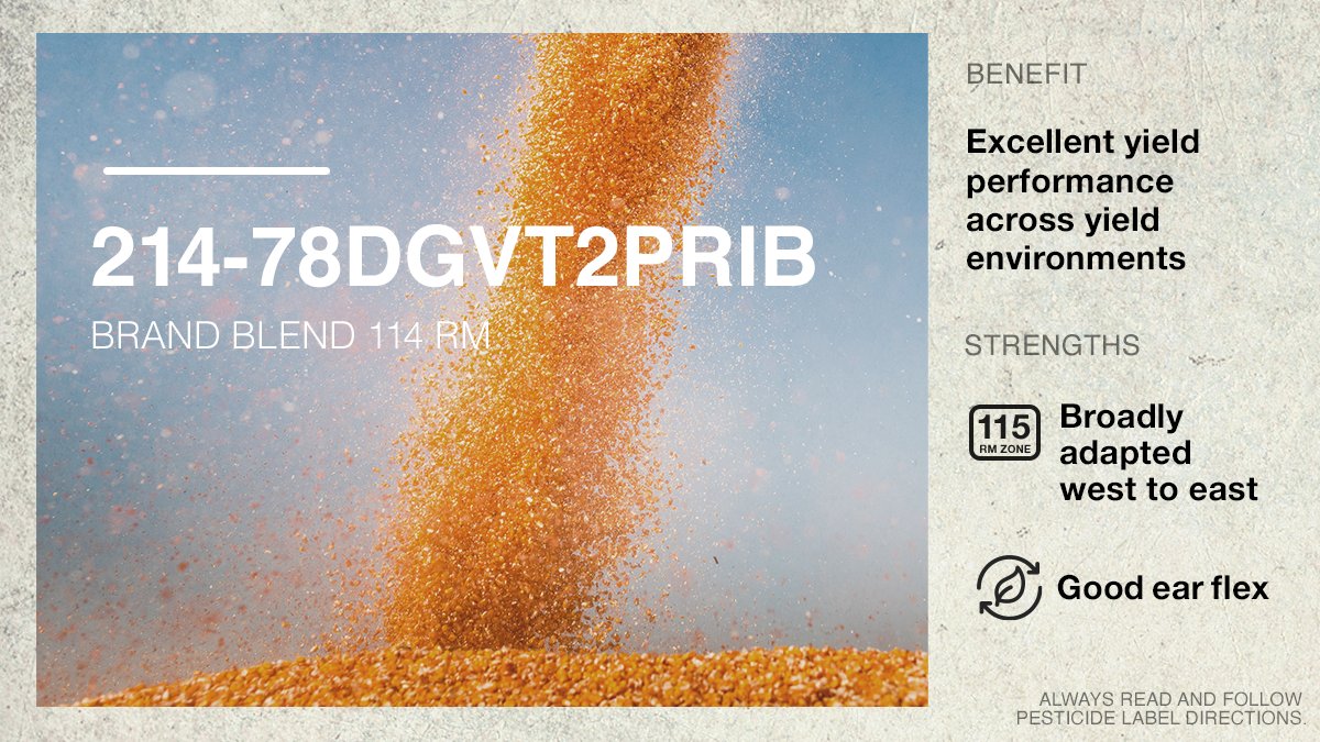 ChannelSeed's tweet image. This elite corn blend has good ear flex and has been broadly adapted west to east in the 115 RM zone. For optimal performance potential, it’s best to avoid placing this blend in fields with high Goss’s wilt. #Harvest21 #ChannelDelivers