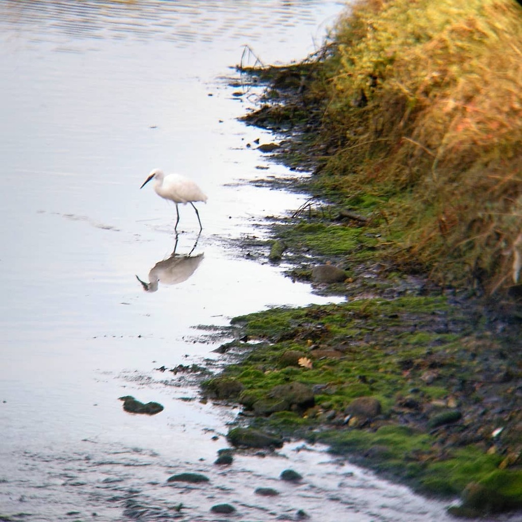 viajandoxviajar's tweet photo. https://t.co/W6wO0WCygW
#ViajandoPorViajar 
En la #fozdomiñor, cuando llega el atardecer y la marea está baja es el mejor momento para el avistamiento de aves: garza real, garza blanca, cormoranes, mazaricos, patos,...
.
#LaRamallosa #garzablanca #foz #pontevedra #instatravel #… https://t.co/ZjMsvXH6x1