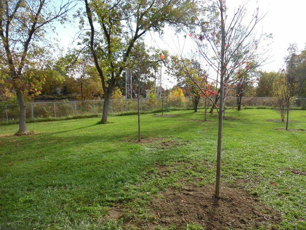AlbanySWCD's tweet photo. As a follow up to our Tree Assessment Program, the SWCD partnered with the Village of Ravena to plant 16 trees (5 different species), to ensure a diverse mix of species, in the dog park. The District provided the trees as well as planting assistance. #TeamAlbanySWCD https://t.co/4elqAbvngh