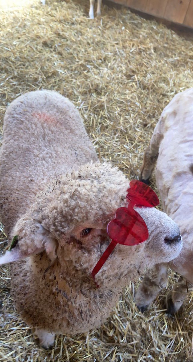 _MaddieHum_'s tweet image. Pickle wishes he could come to the @Harry_Styles concert too…. He’ll be there in spirit though 😂 #LoveOnTourCleveland @HSHQ