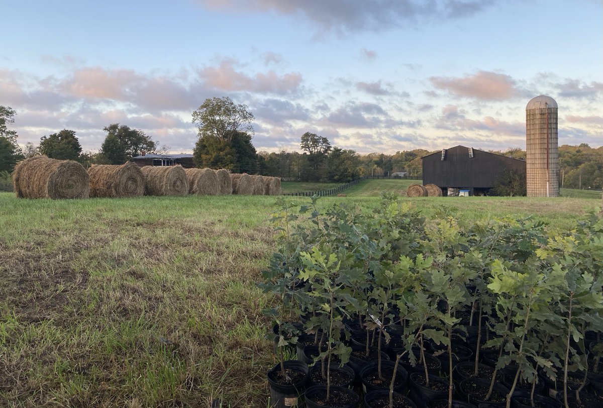 This Saturday, with the help of <a href="/greenforestsw/">Green Forests Work</a> and <a href="/InFellows/">IN_FElloWS</a>, we began planting the first of 65,584 white oak trees from this September’s #ToastTheTrees at our Henry County Aging Site. To everyone who helped us get here — thank you!