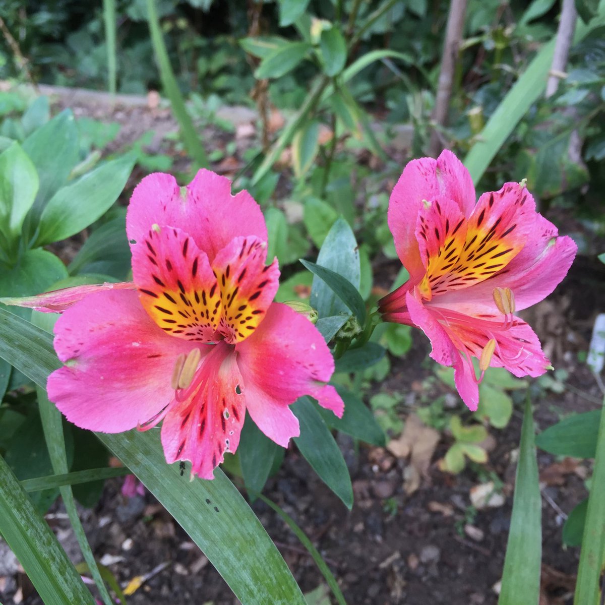 Crohnoid's tweet photo. A few more colourful plants that have made it so far. The #alstromerias seem to have gained a second wind. The #sedums are looking good

#gardenshour https://t.co/QEjs5eDcad