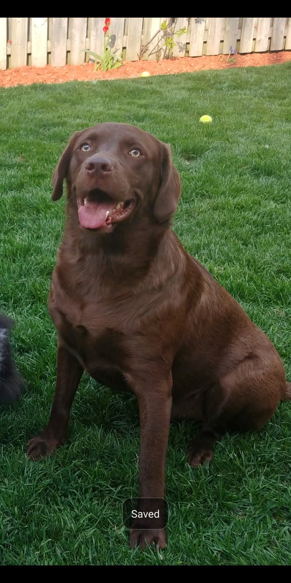 What makes you the happiest??

Mine is cheeseburgers 🍔

#happy #QuestionOfTheDay #happypup #dogsoftwitter #happiness #whatmakesyouhappy #chocolatelabrador