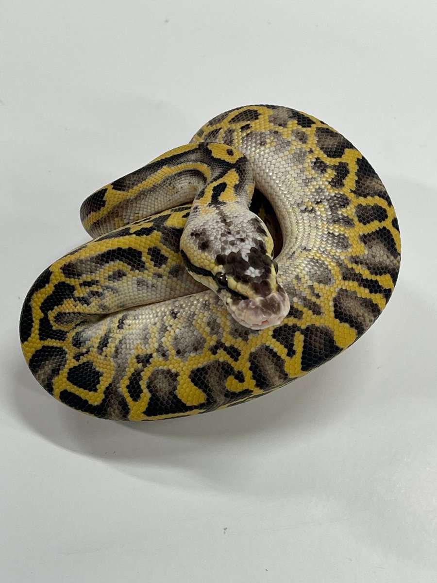 Pastel Leopard Freeway Ball Python by JSA Reptiles. https. buff.ly/3je1FkS....