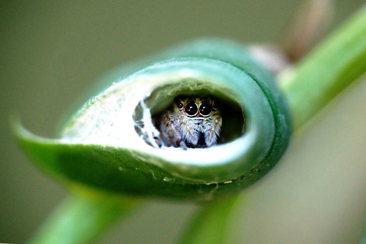 Our Itsy Bitsy Love: Part 2 - Spider Koo

TW: Hybrid AU, SPIDERS THEY ARE SPIDER HYBRIDS, sexy dancing, non-consensual stalking but it’s species-typical? Non-con elements. Mentions of cannibalism, feelings of low self-esteem, creepy spider biology

Pairings: JK/YG/HS