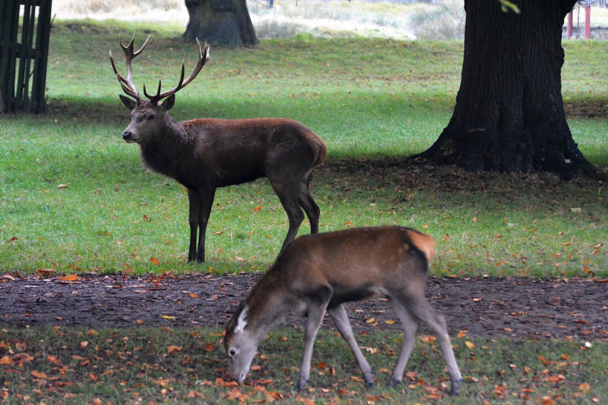 Thomas_Wheelock's tweet photo. face off between the stags:
@TeddingtonNub @Teddington_Town
@stormhour @Visit_Richmond1
@TheroyalParks @BBCEarth
@natures_voice @SurreyLife @HRP_palaces
#BacklightWorld #Kingston #photography #EastMolesey #BushyPark #blackandwhitephotography https://t.co/pBSJJqhcX2