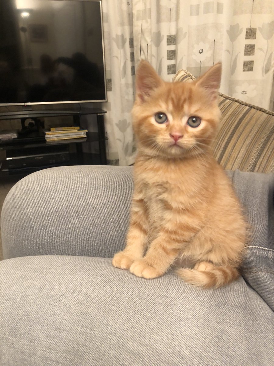 BathSusie's tweet photo. ⁦@SusanCalman⁩ Meet Teddy. 9 weeks old https://t.co/wdg4rot2CW