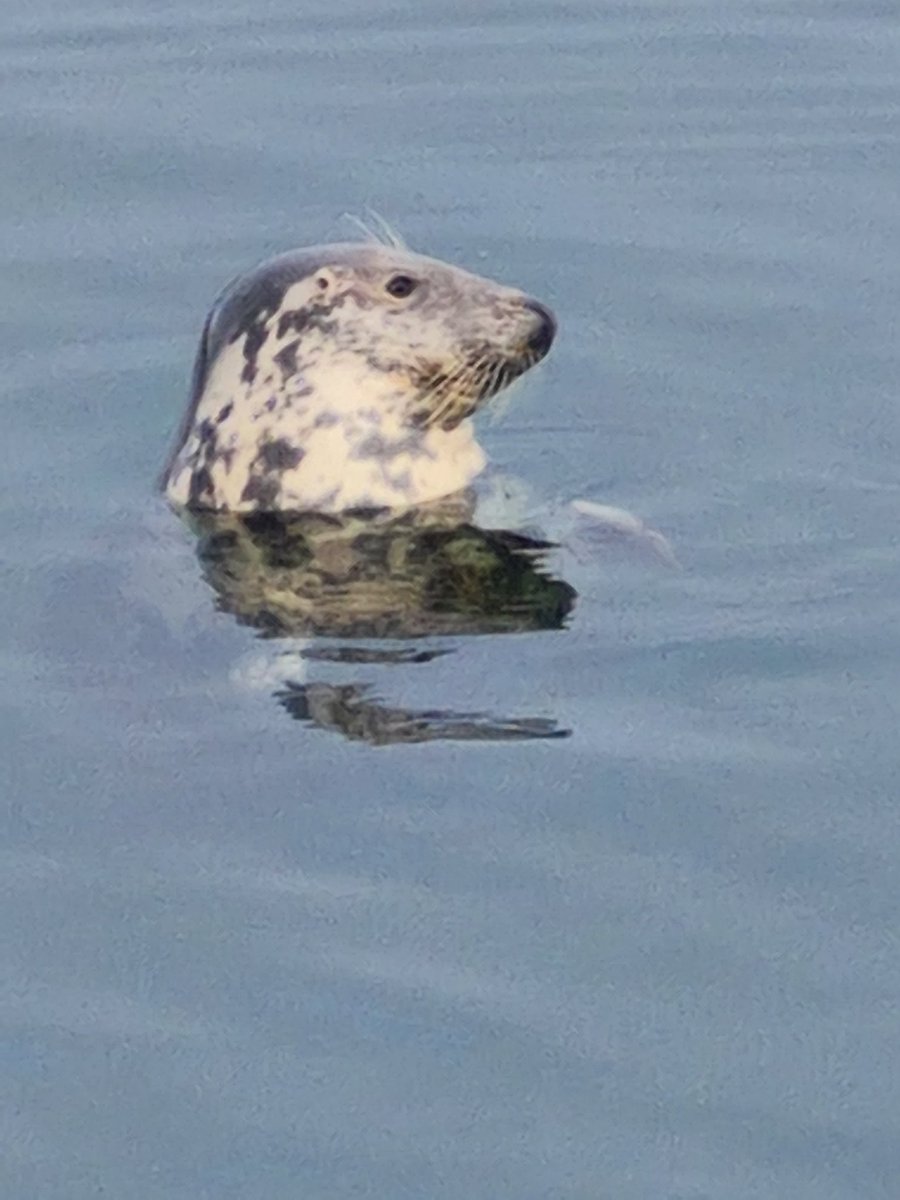 spindlewhorld's tweet photo. This fella was swimming from boat to boat in St Abbs harbour, and receiving crab in return #doneitbefore #bebackagain https://t.co/9g7ytyT3tQ
