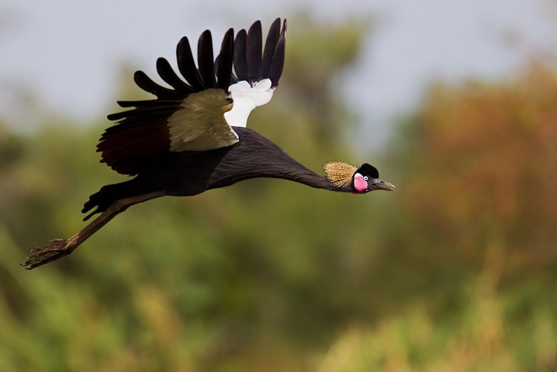 Just 24 hours left on our <a href="/Kickstarter/">Kickstarter</a> to make "A Guide to the Birdsong of Western Africa", a project engaging some of the region's most exciting artists to help save some of its most endangered birds. bit.ly/2Xnnhne #BirdsongProject