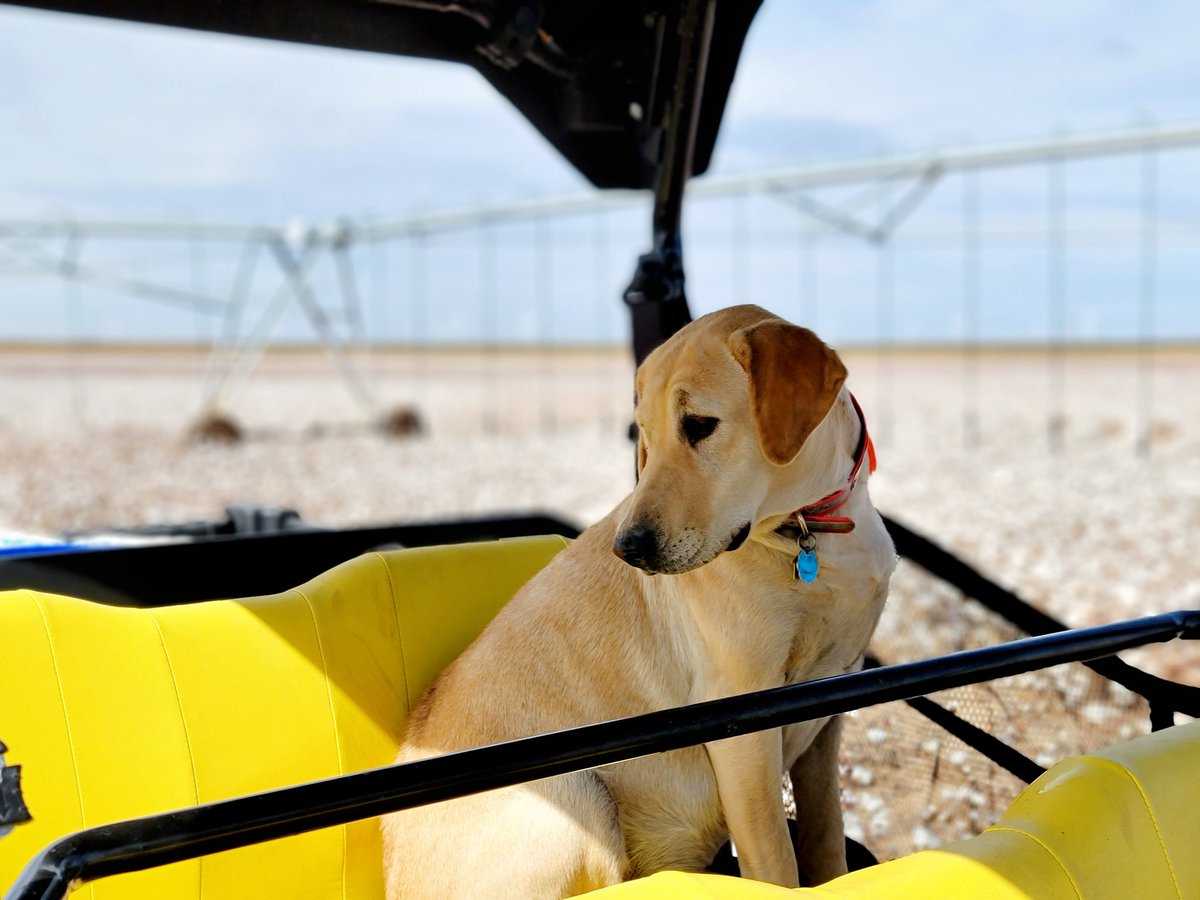 farmpress's tweet photo. Because nothing beats a farm dog! Meet 2-year-old Daisy and her owner Angela Arthur. @LDAMAX1 https://t.co/rQocHhg029
