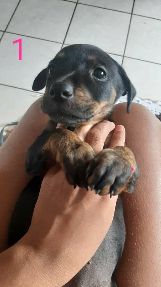 LAURIARRUDA's tweet photo. *ADOÇÃO RESPONSÁVEL*

Gente, essas duas fêmeas estão para adoção, porte grande. Quem tiver interesse mandar mensagem pra mim. https://t.co/LwBlX3QIVn