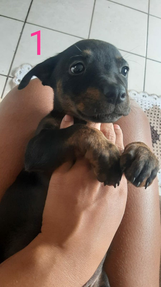 LAURIARRUDA's tweet photo. *ADOÇÃO RESPONSÁVEL*

Gente, essas duas fêmeas estão para adoção, porte grande. Quem tiver interesse mandar mensagem pra mim. https://t.co/LwBlX3QIVn