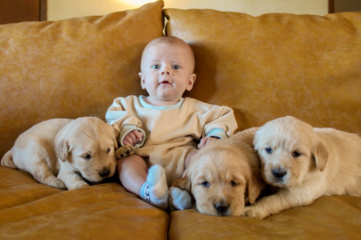 cassmcwha's tweet photo. Babies and puppies https://t.co/0juzNkvGVp