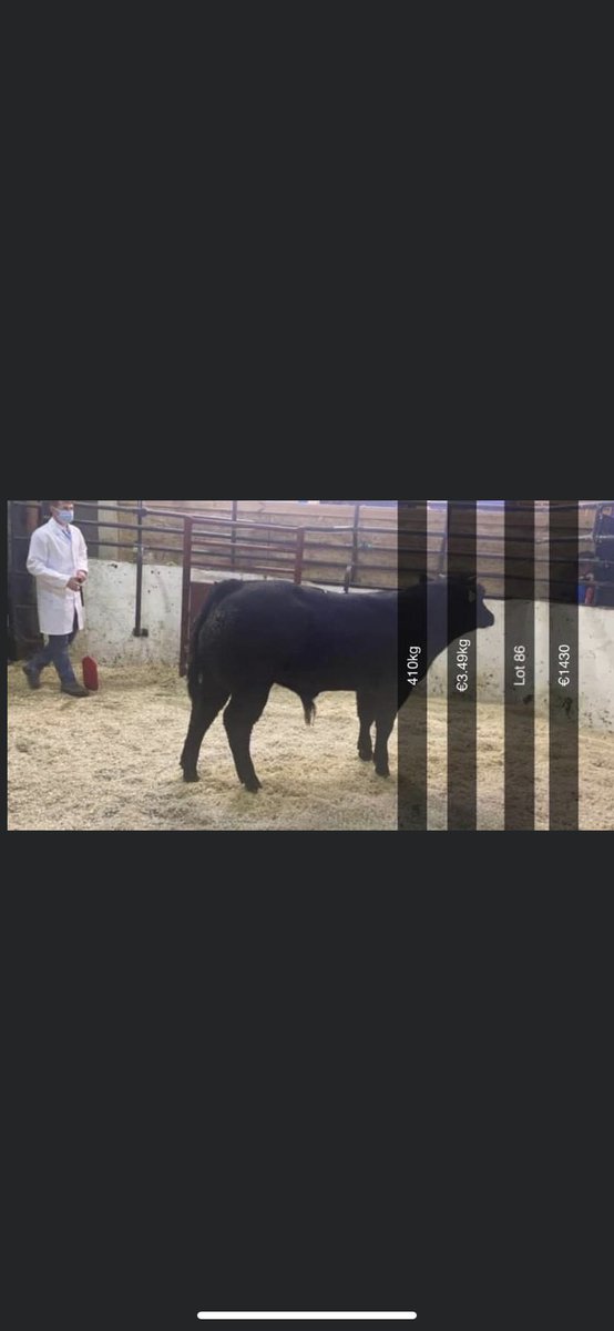 🌟🌟Weanling Bull - 360kg - €2100 -a kg  €5.83🌟🌟

Irelands largest suckler farm Tateetra &amp; Rathmore Farms held there first Annual Weanling Bull Sale in Ballybay Mart this evening with a full clearance of 142 lots of outstanding Bull Calves.