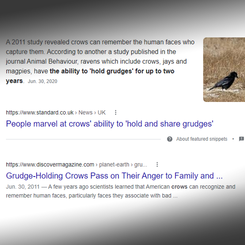 New Crow Time!! Crows hold grudges, it's science. 