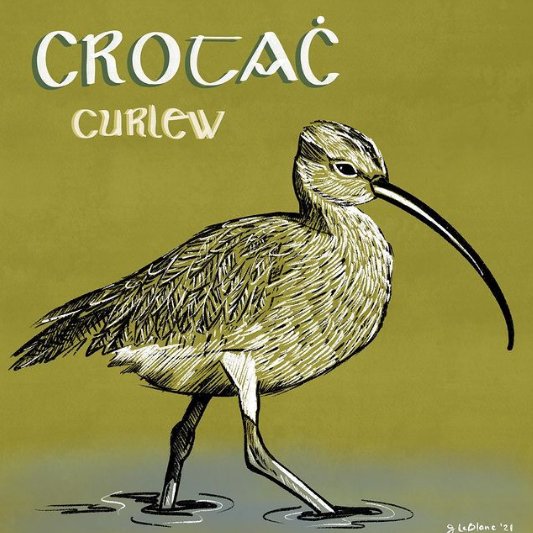 Called crotach in Irish, the curlew is a common sight in wetlands throughout Ireland. Or at least, it used to be. Over 90% of the Irish breeding population has been lost since the 70s, according to BirdWatchIreland. Without help, its extinction is all but certain. 
#inktober 1/3
