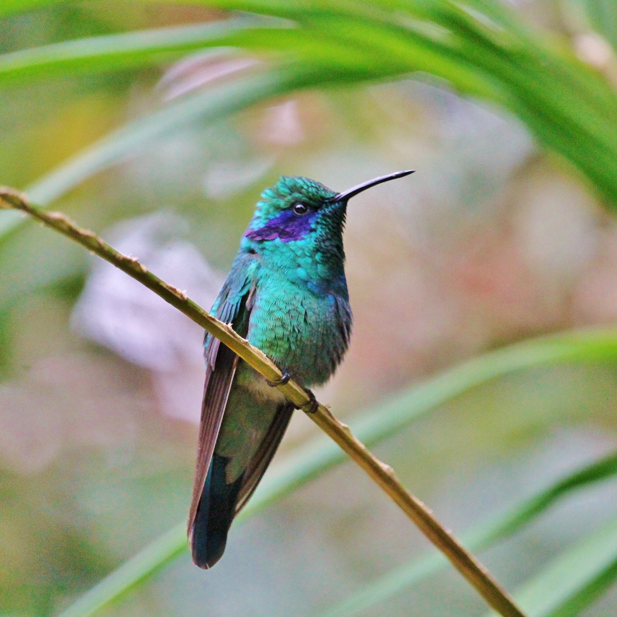 puravidaeh's tweet photo. Admire the jewel-toned plumage of striking #hummingbirds! We detail #birdwatching experiences in Moon Costa Rica (2021), our #CostaRica #guidebook published by the prestigious @moonguides. #travel #travelguide #travelwithmoon #explore #birding #nature #photography #hummingbird https://t.co/m4Ht9mLsWa