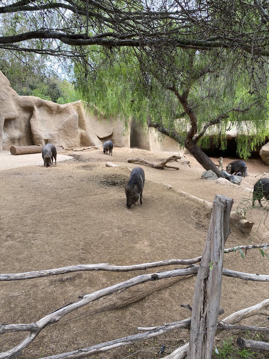 ArjDheer's tweet photo. And #notapig 🐗 https://t.co/djwd6C86Ih