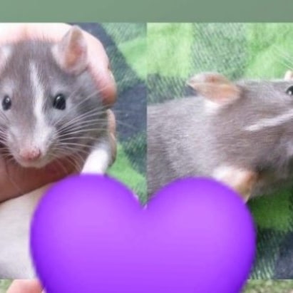 ToesTails's tweet photo. Beautiful retired ladies, looking to find wonderful families to call their own 💜💜
#spartanburgsc
#rattery
https://t.co/mtCl6V7bWu https://t.co/aNcuWqcdmq