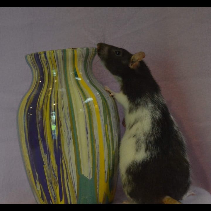 ToesTails's tweet photo. Beautiful retired ladies, looking to find wonderful families to call their own 💜💜
#spartanburgsc
#rattery
https://t.co/mtCl6V7bWu https://t.co/aNcuWqcdmq