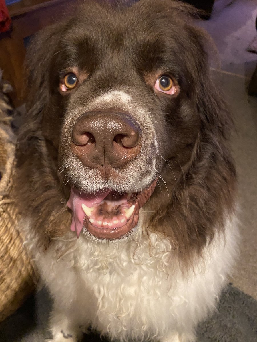 KarenLPrice's tweet photo. @MrAndrewCotter Fab night @MrAndrewCotter in Ilkley, although I have had to explain being ‘unfaithful’ in the affection to my boys. A few treats have helped!! https://t.co/qJWSja8RxY