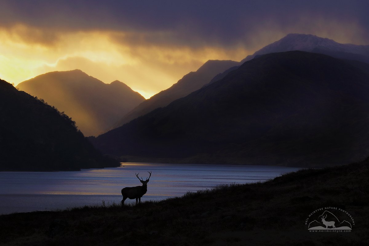 NeilMcIntyre3's tweet image. After a few years in the making, its finally launch day for " Chasing the Deer" 🙏I hope it does justice to these most amazing animals 🦌.Thank you @sandstonepress @k_a_farrell @davidson_robert.Please feel free to spread the word @BritishDeerSoc @ScotGamekeepers @Mammal_Society